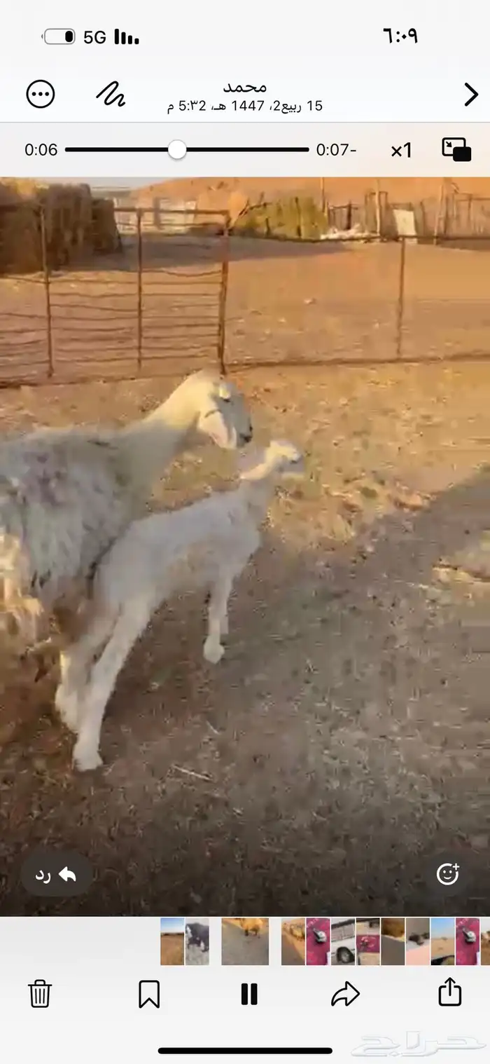 غنم مراح واحد اكثرها نعيم وأشباب 4