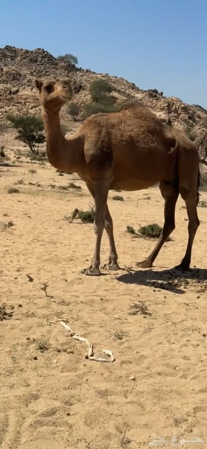 ناقه حمرا 1