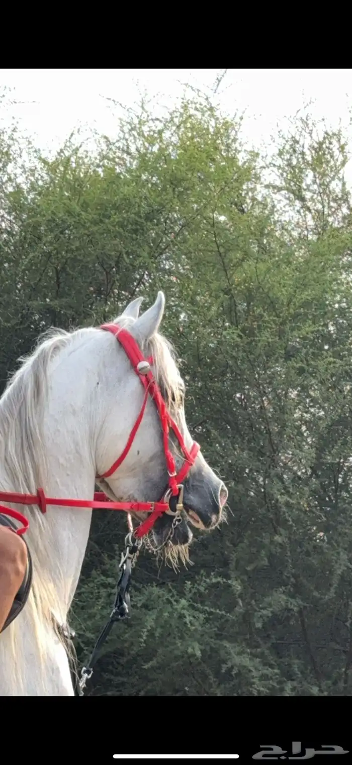 خيل عربي للبيع 0