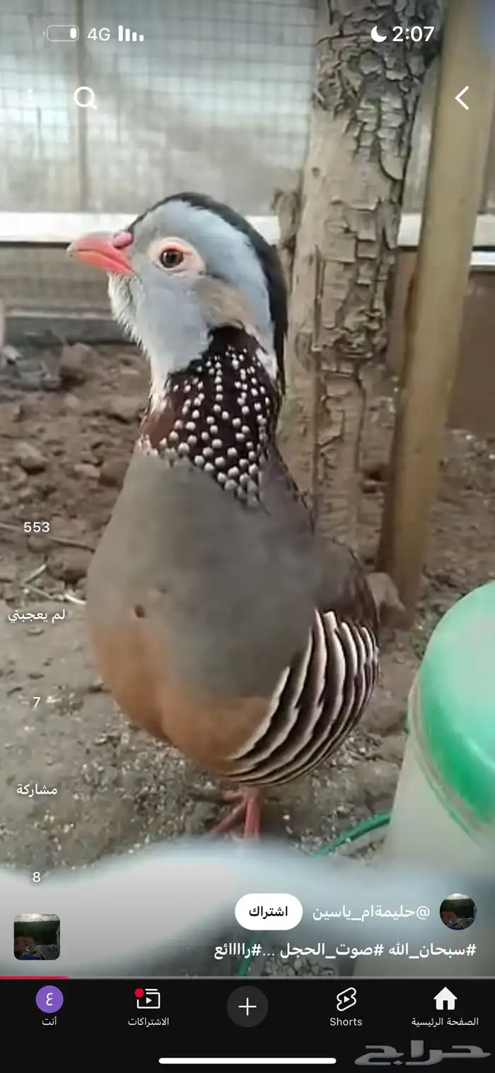 سفع مغربي 0