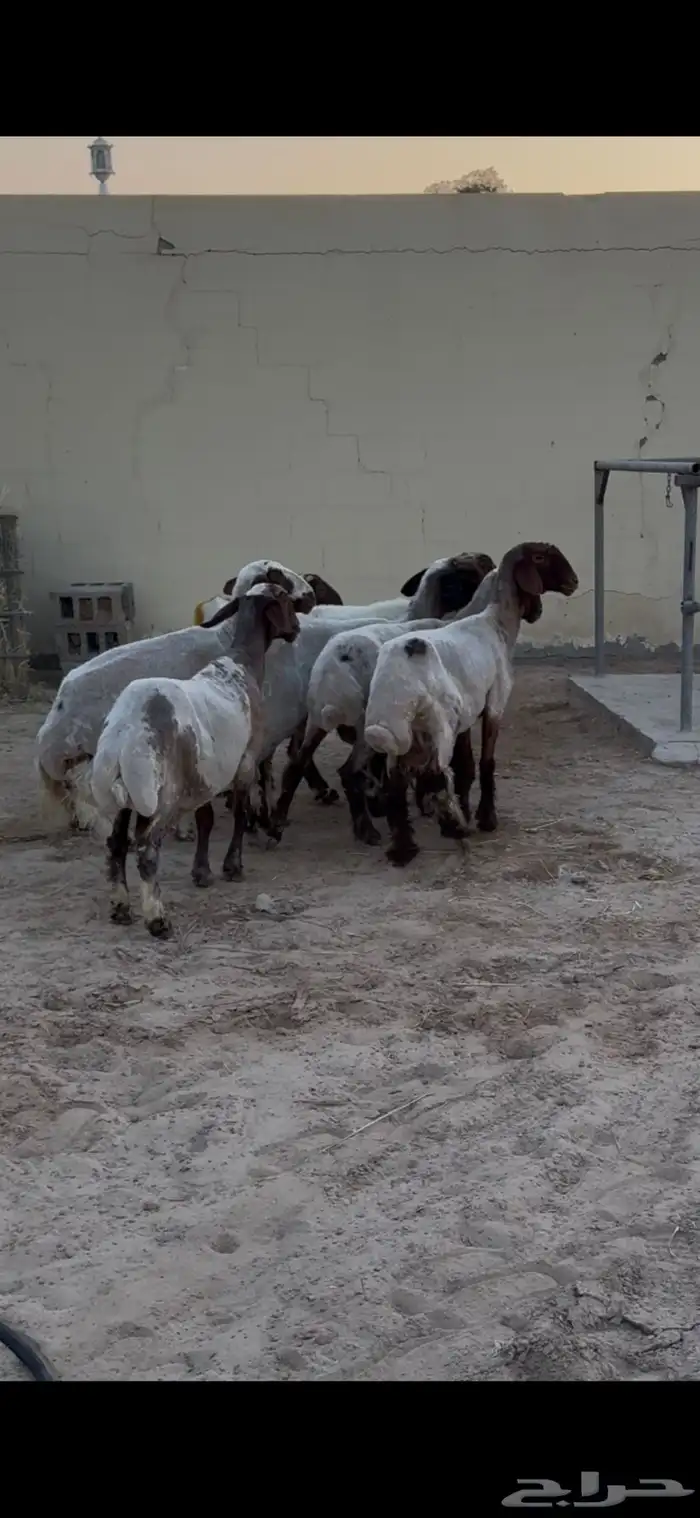 للبيع غنم نعيم دفيع 5