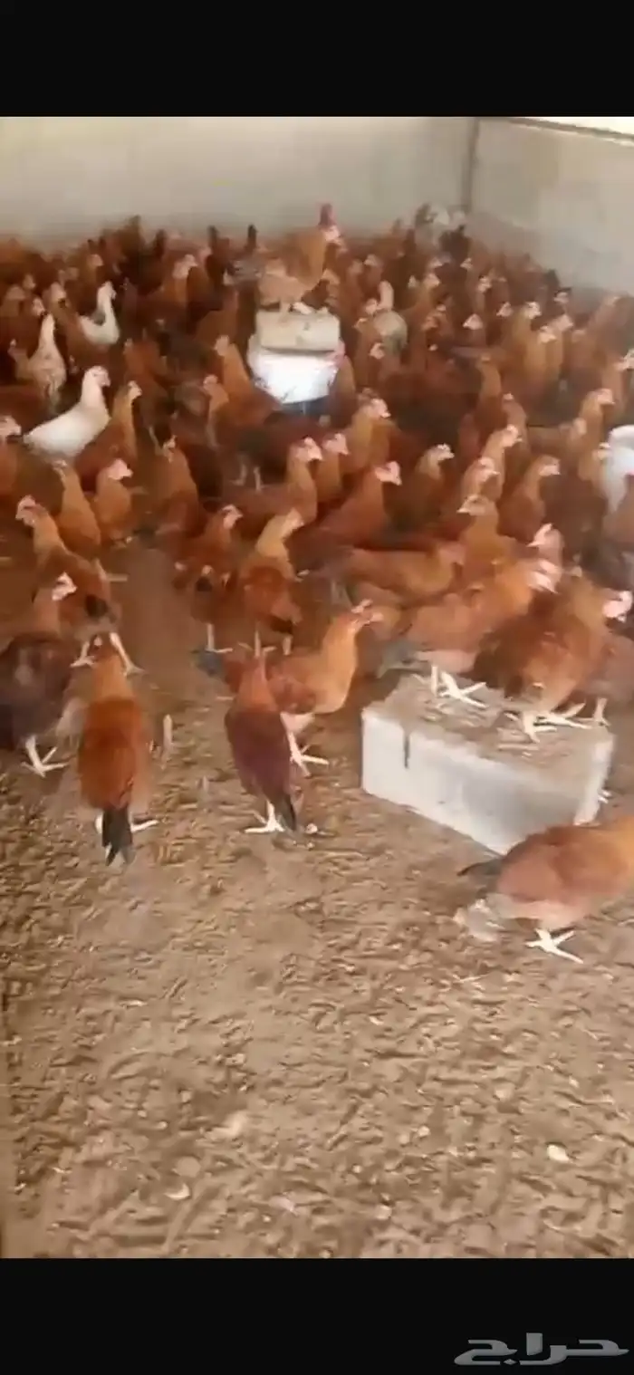 ذكور دجاج فرنسي 0