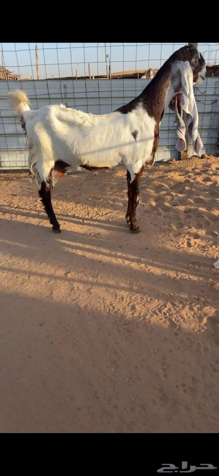 تم البيع 0