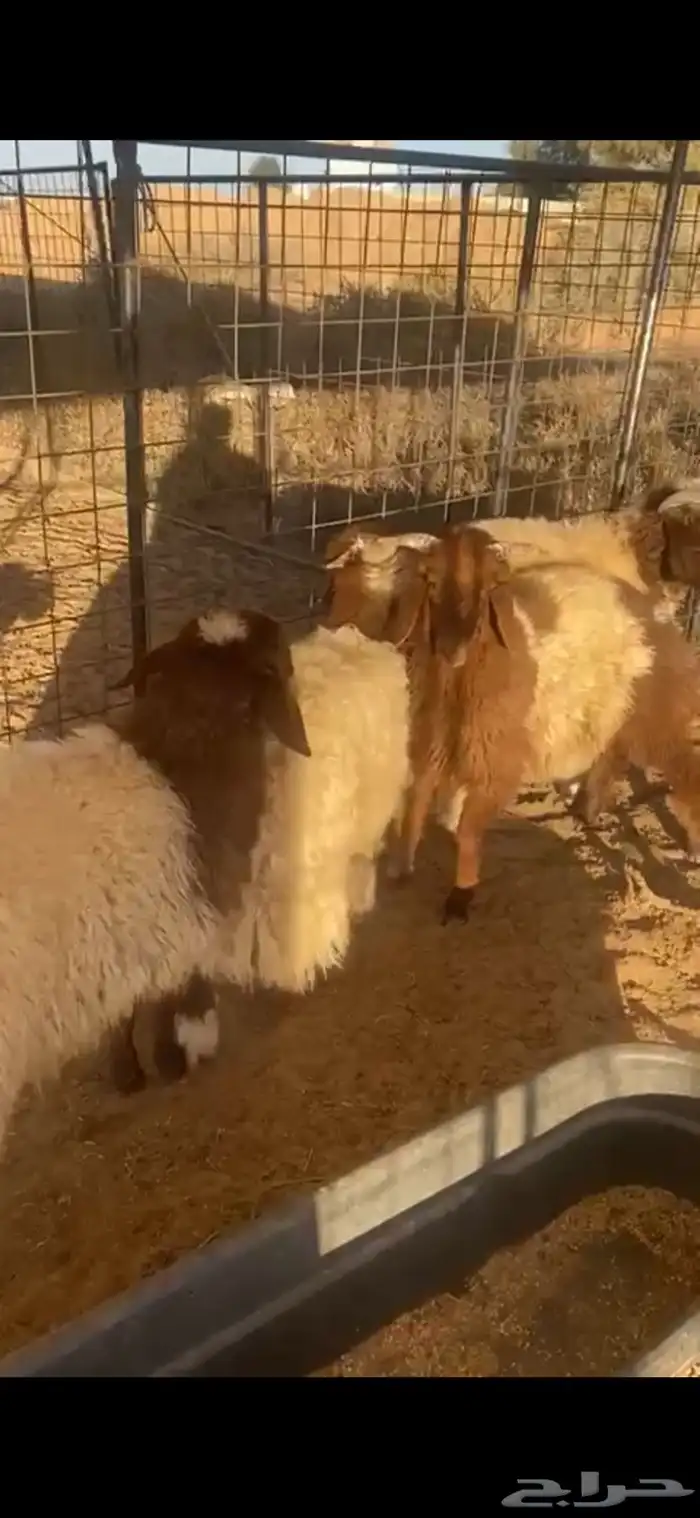 ذبايح للبيع 0