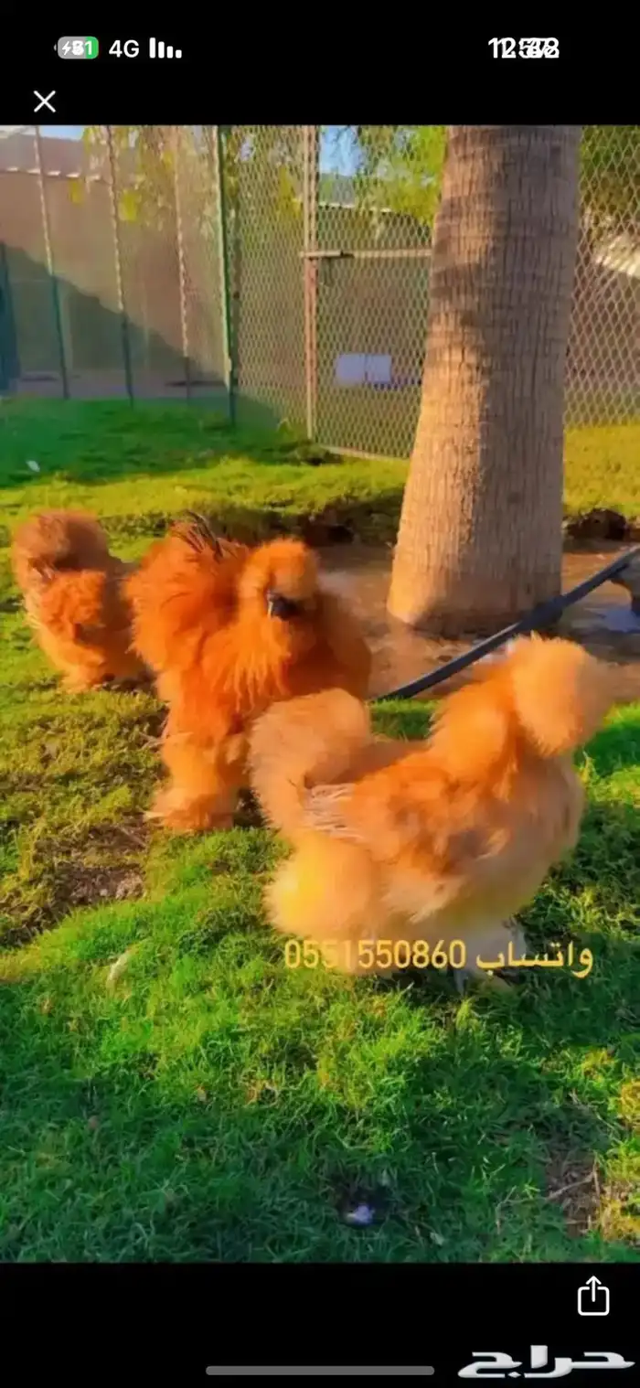 نوادر دجاج القطني ( الزعفراني TOP ) 0