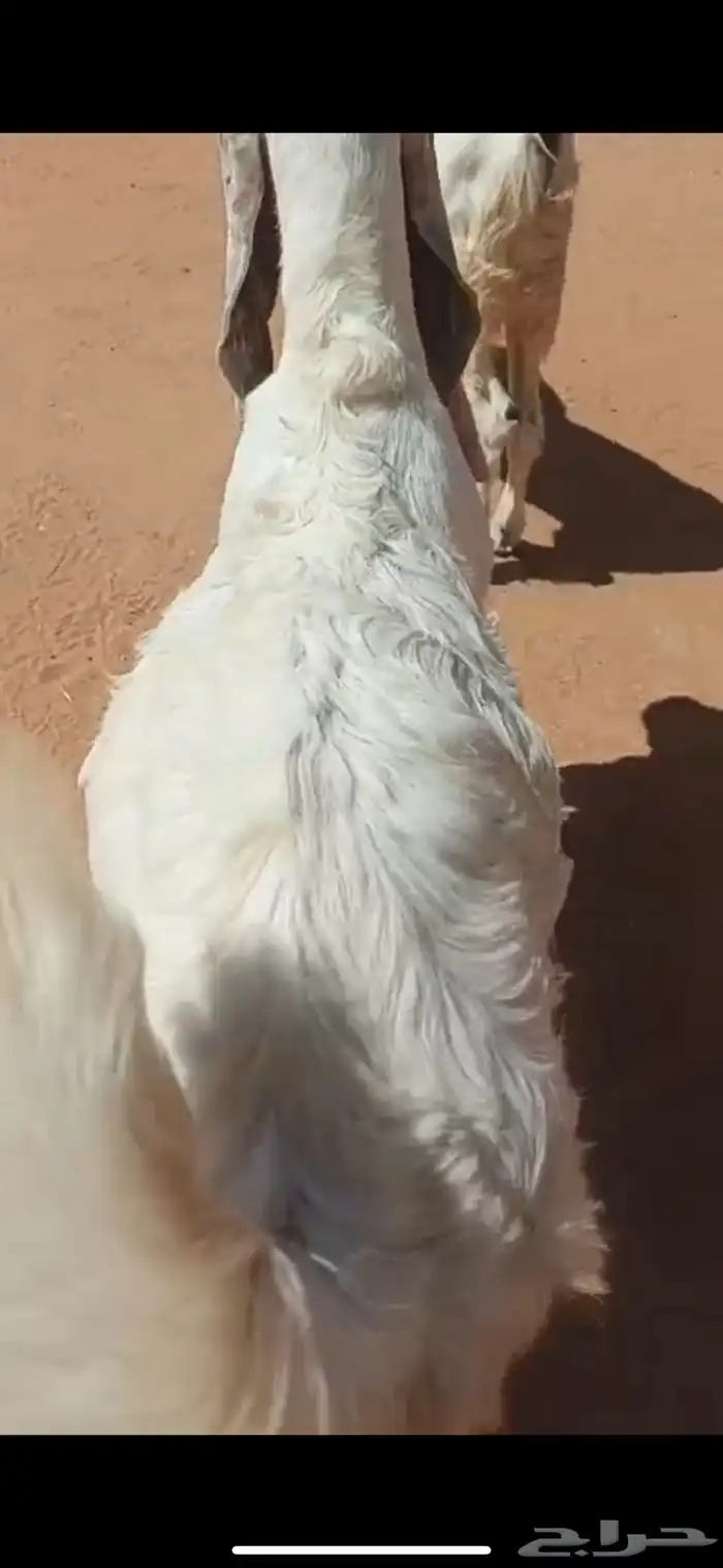 تيوس صنف مقفله فل الي بيذبح ولا يقني على السوم 7