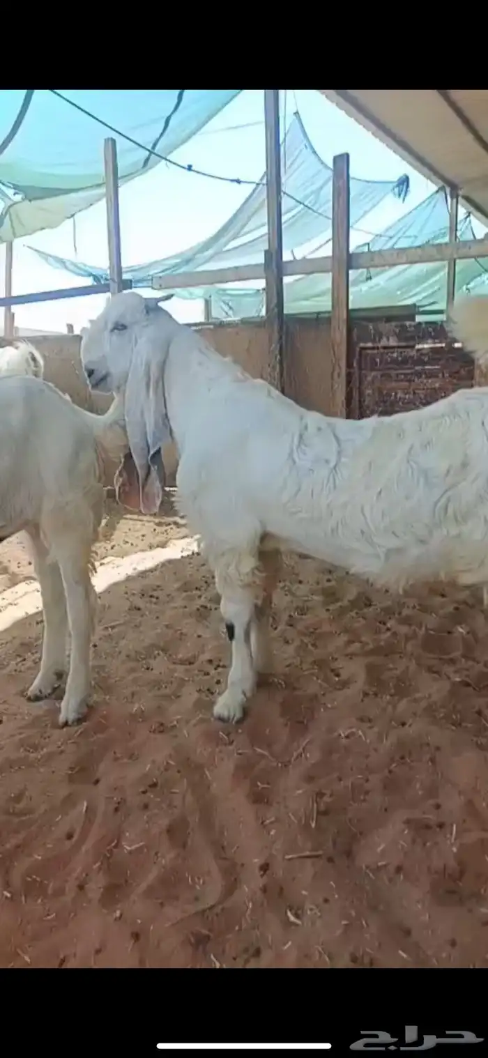 تيوس صنف مقفله فل الي بيذبح ولا يقني على السوم 4