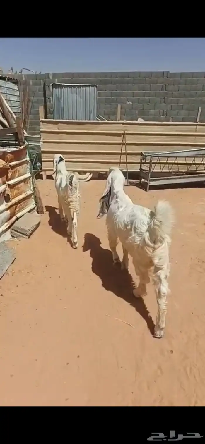 تيوس صنف مقفله فل الي بيذبح ولا يقني على السوم 1