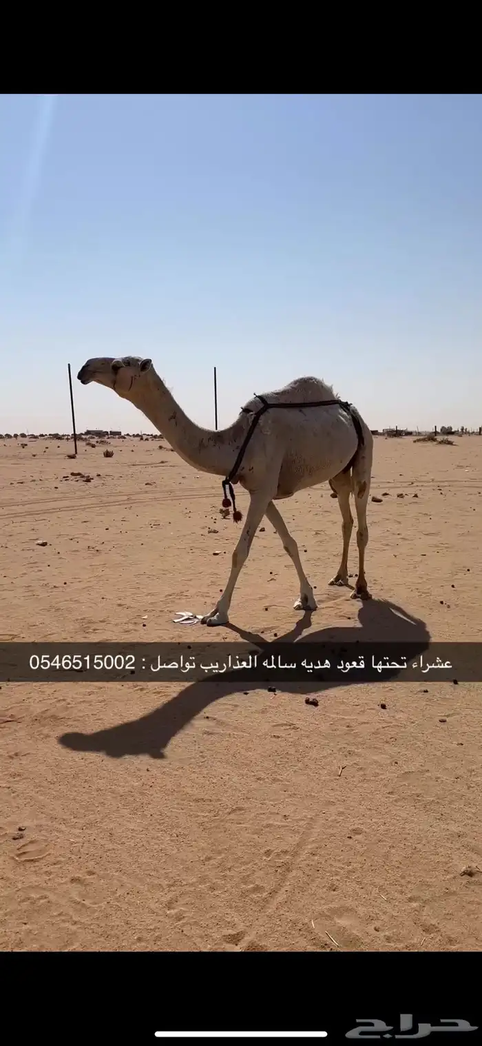 ناقه عشرا 0