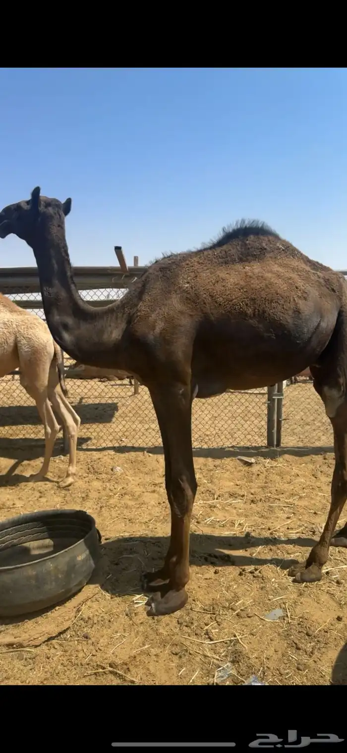 قعدان مجاهيم طيبه عدد 3 6