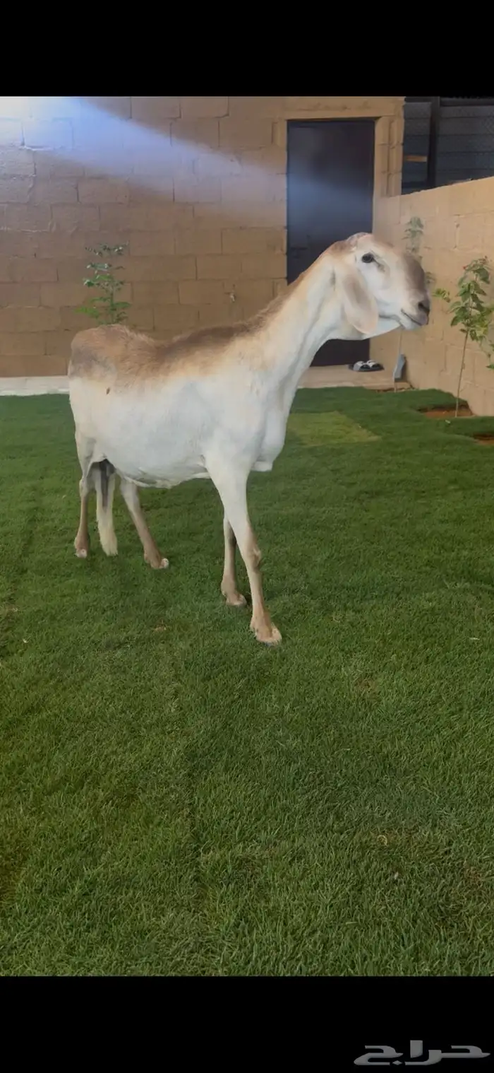 للبيع ساكليه 3