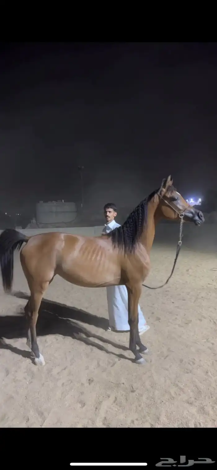 مهره مميز ابنة فادي الشقب 1