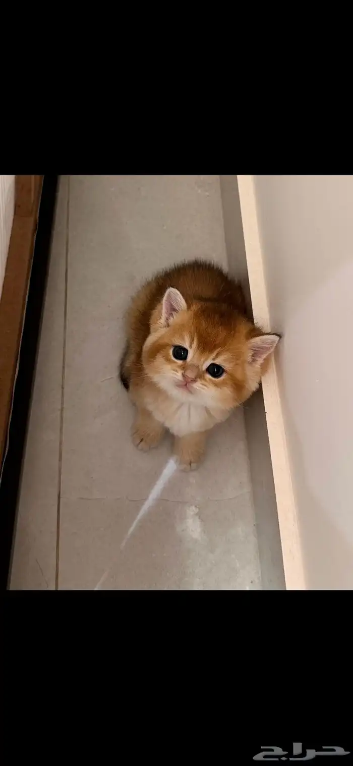 سكوتش ستريت ذكر للبيع 0