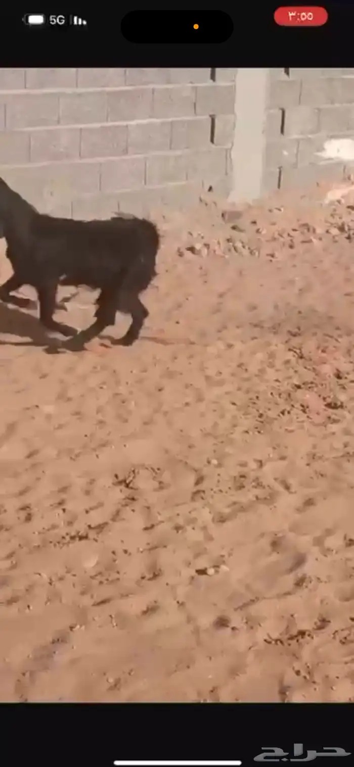 جفرة كفو بريه 0