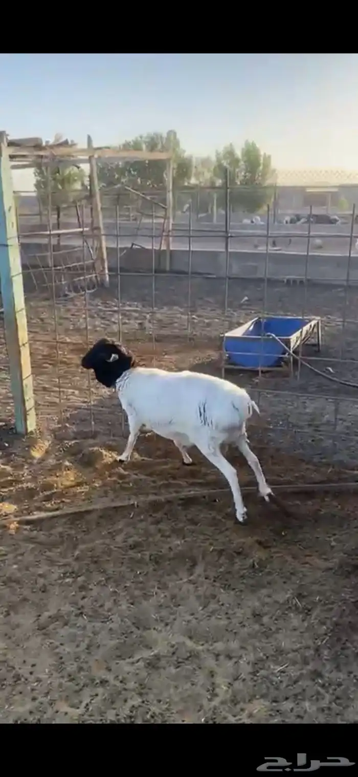خروف بربري 1