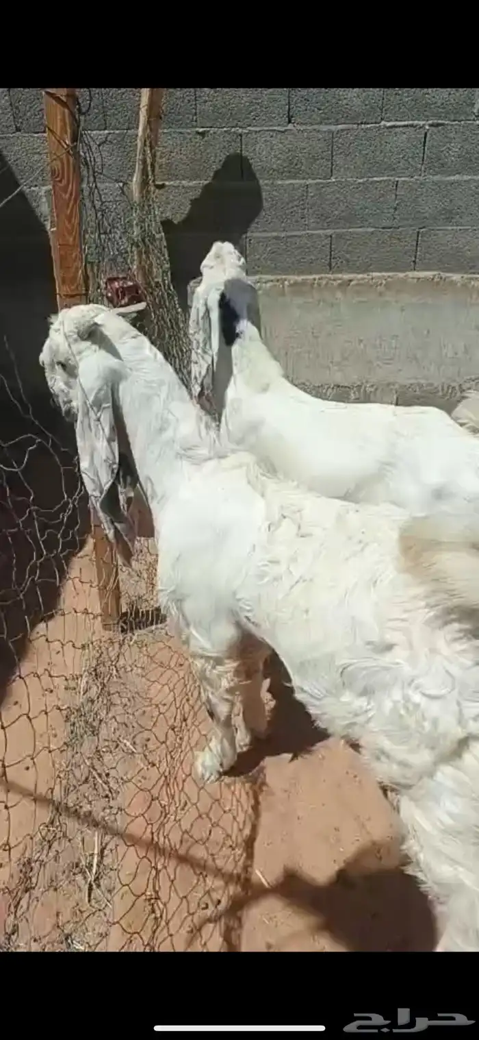تيوس صنف مقفله فل الي بيذبح ولا يقني على السوم 6