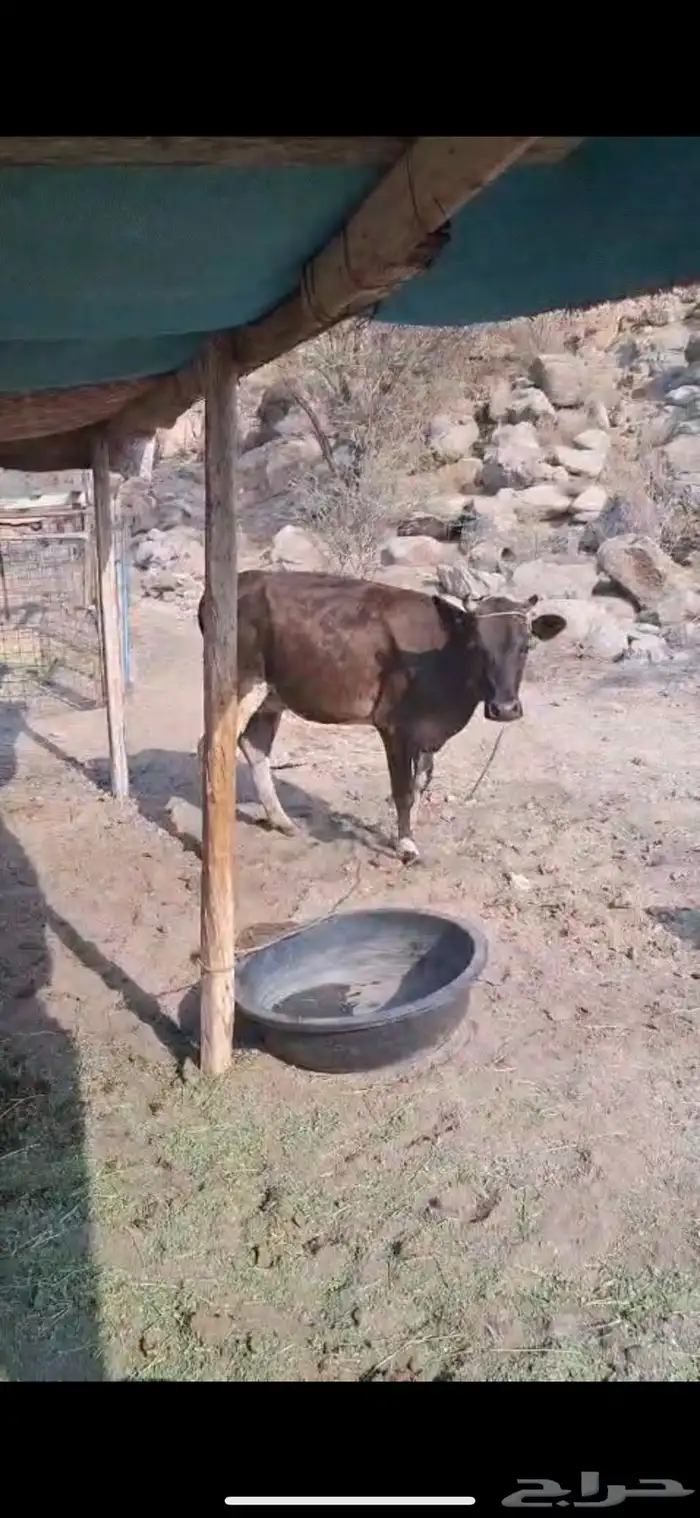 بقر جرسي 1