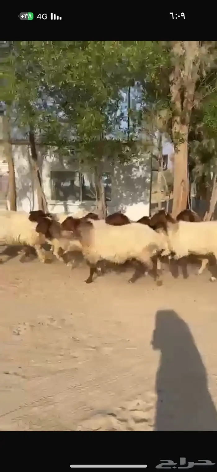 غنم نعيم طيبه للبيع 1