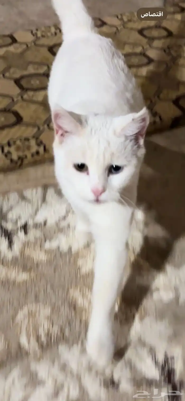 معثور عليها بالتسهيلات حي الخزامى 0