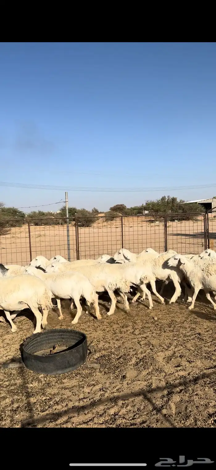 حريات دفيع 1