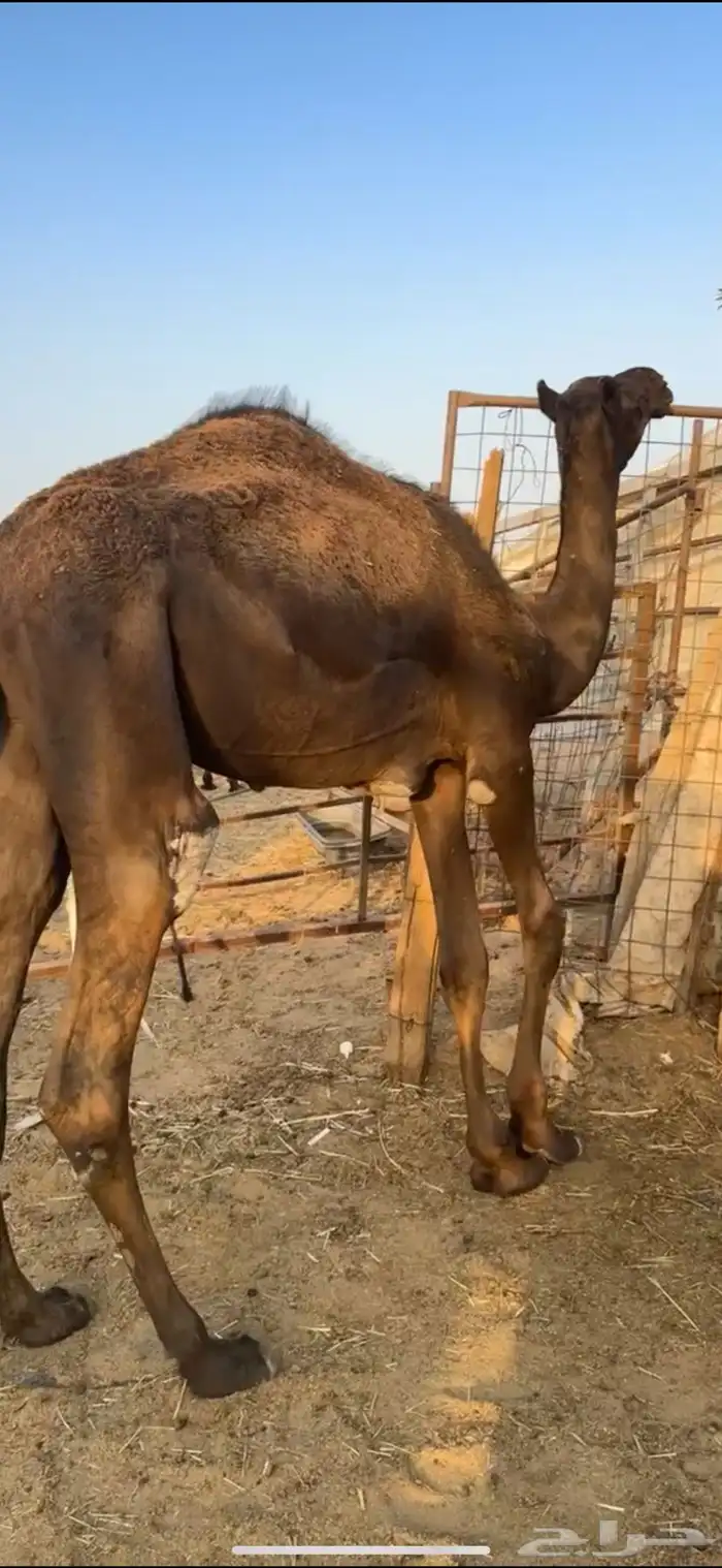 قعدان مجاهيم طيبه عدد 3 11