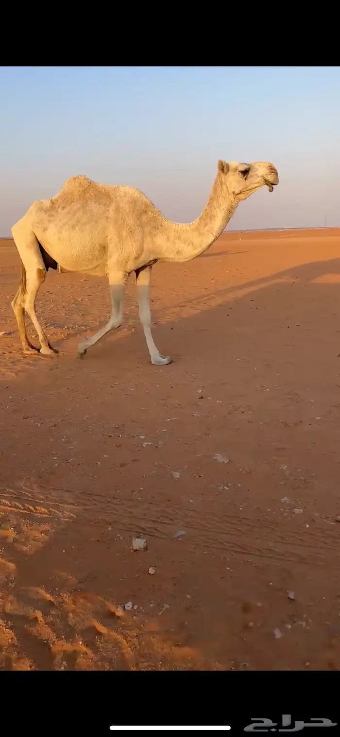 ضروبه وضحا منتجه توها مبيوعه بنتها 1
