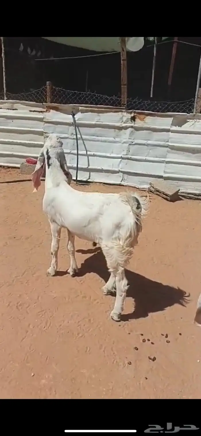 تيوس صنف مقفله فل الي بيذبح ولا يقني على السوم 9
