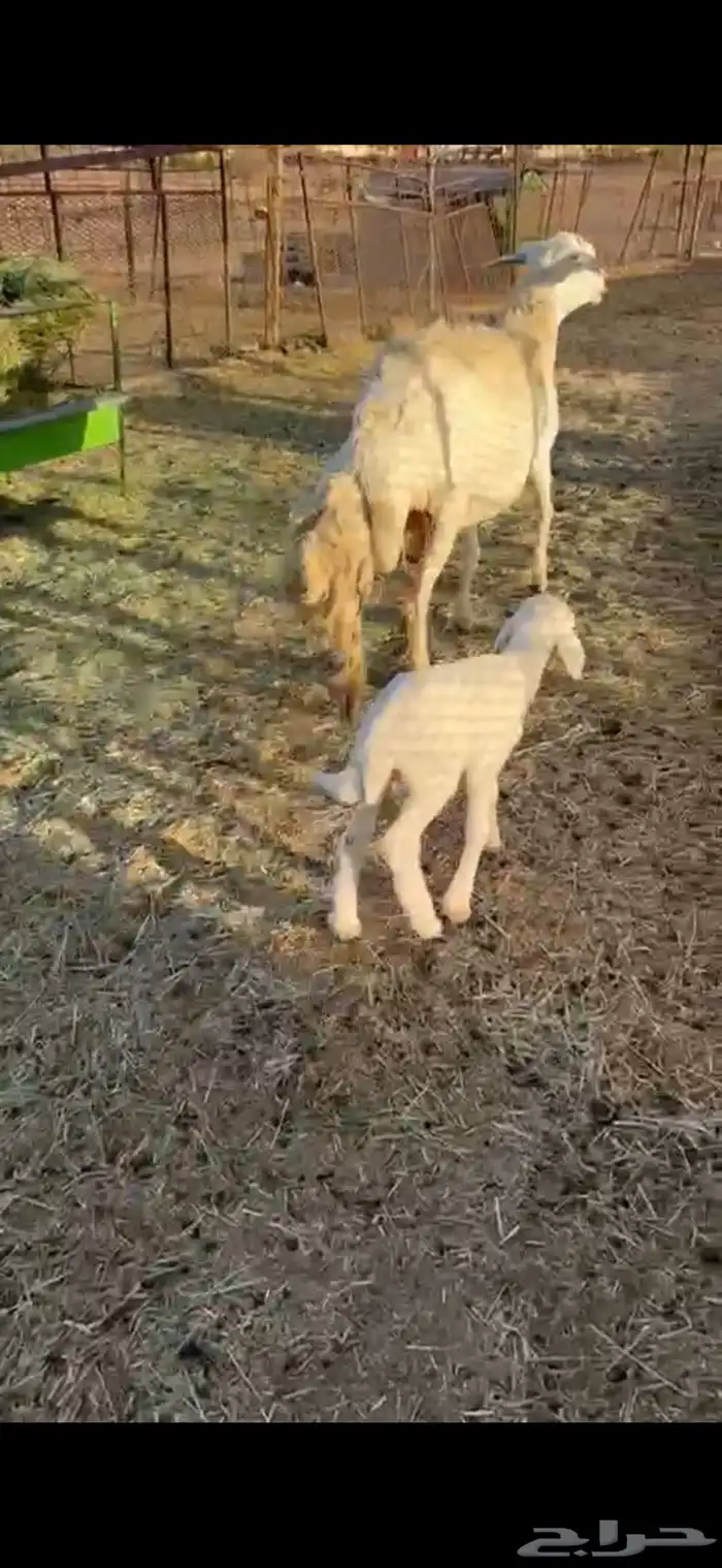 شاه صنف سنها سديس تحتها خروف رايم شرط وديدها سليم(تم البيع) 2