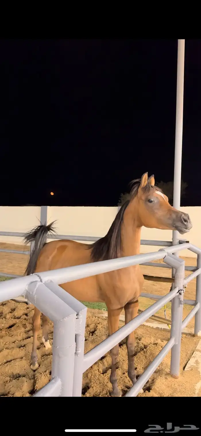 مهره مميز ابنة فادي الشقب 0