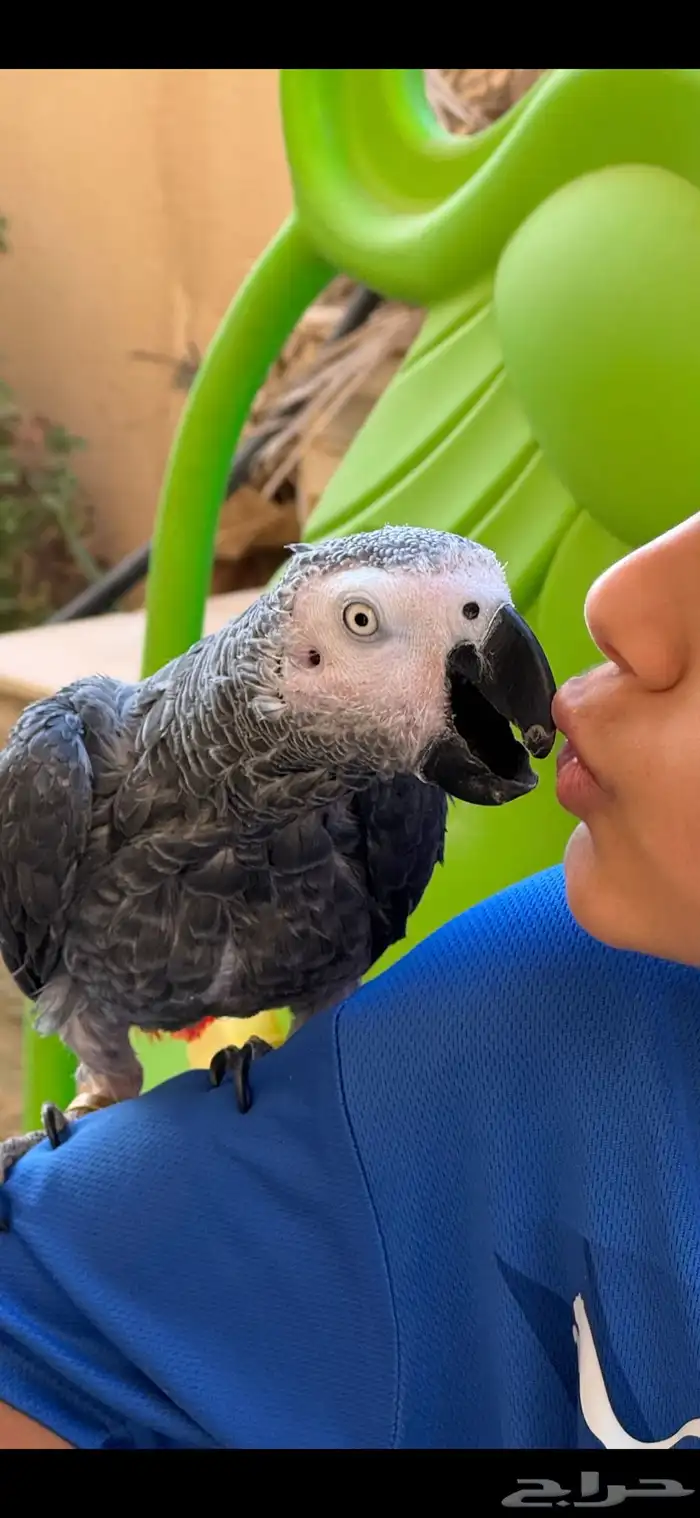 ببغاء افريقي كاسكو ذكي جدا  ويتكلم كلمات كثير ويصلي 4