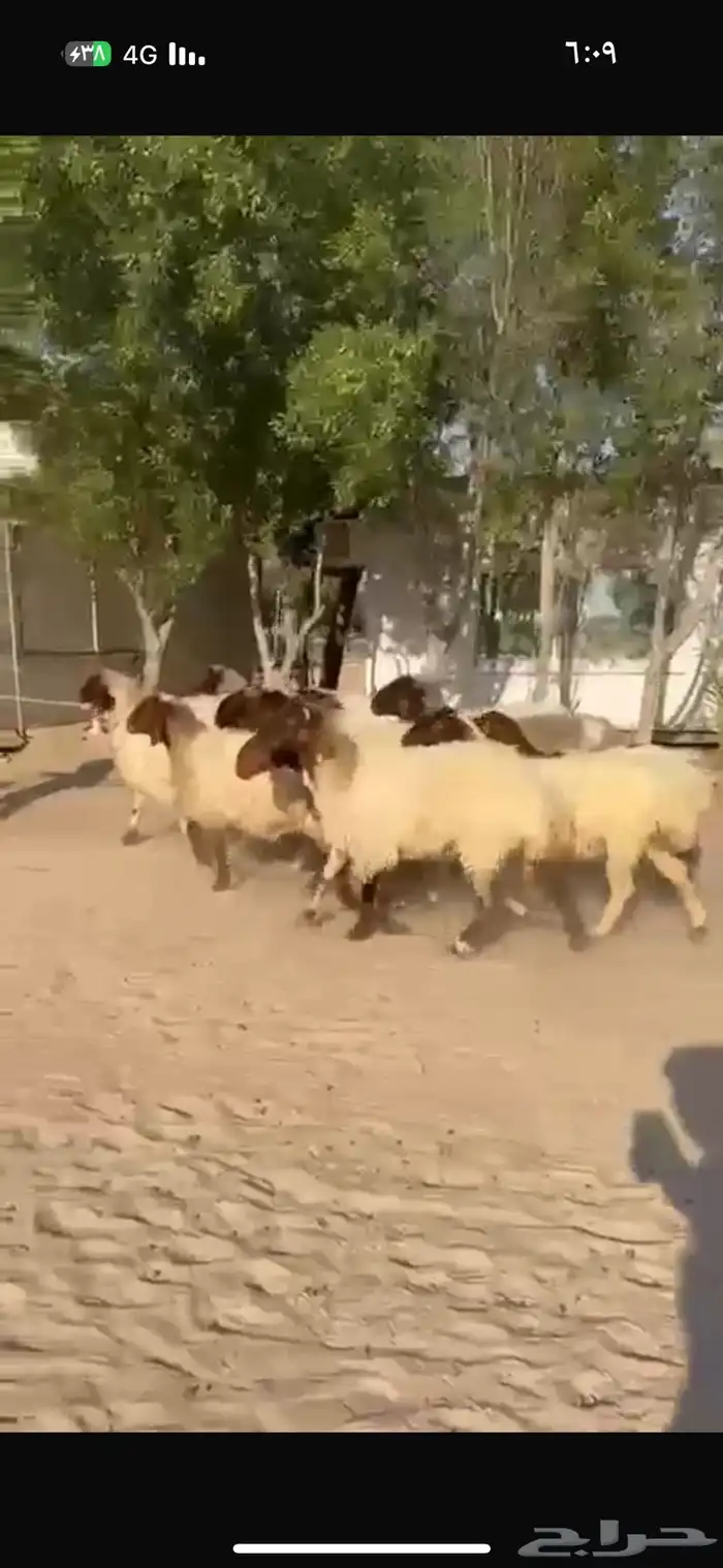 غنم نعيم طيبه للبيع 5