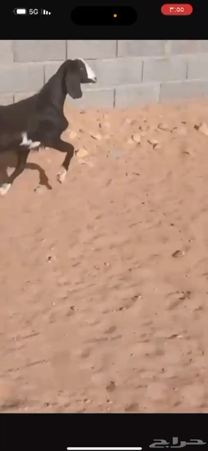 جفرة كفو بريه 1