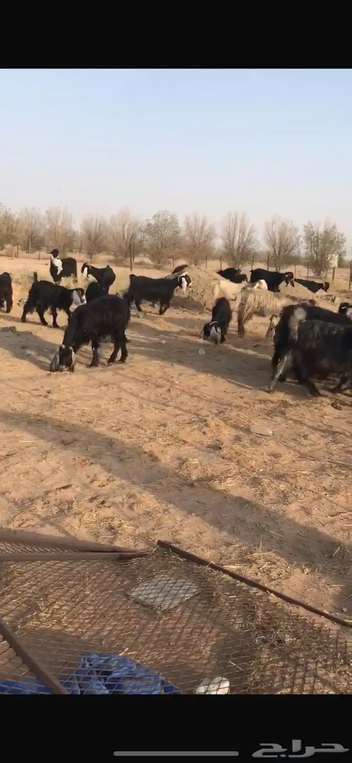 معزا عوارض 0