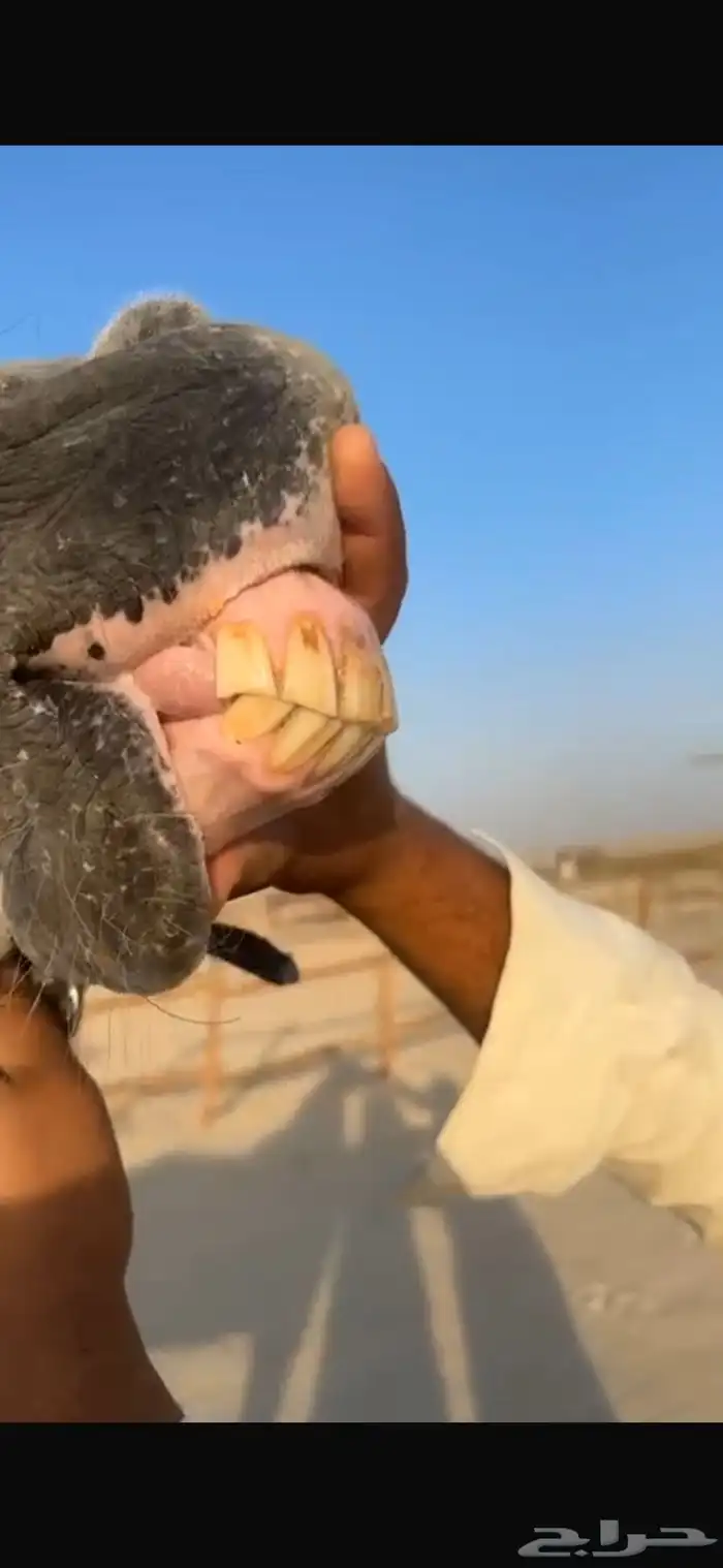 فرس واهو فاااخره انتاج مربط  دبي  الشهير 7