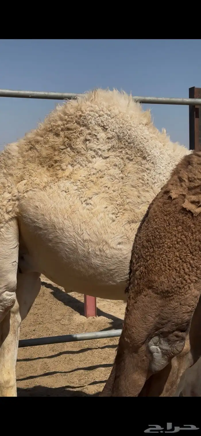 حشوان مغلقة 5