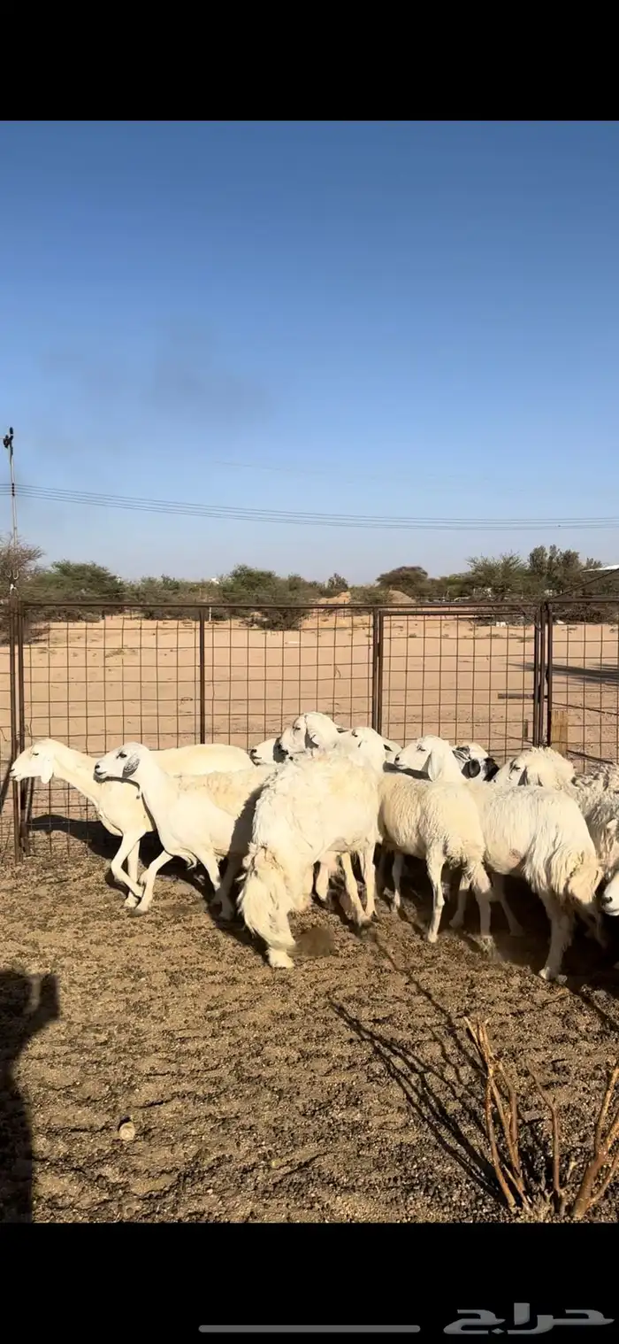 حريات دفيع 8