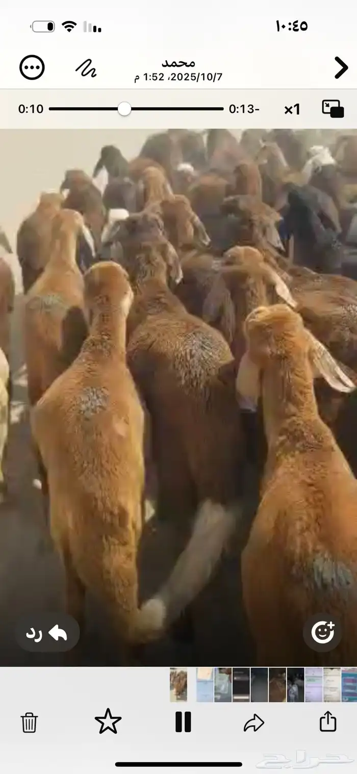 غنم سواكن سواكنى نوع حمرى مربى اقرء العرض 2