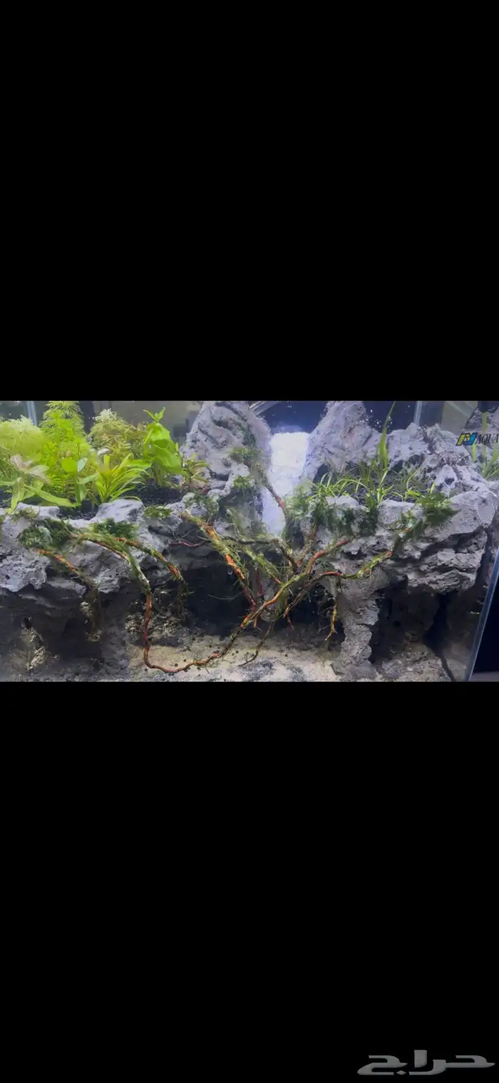 حوض أكواريوم بنظام الكهف   تصميم مميز وفريد 7