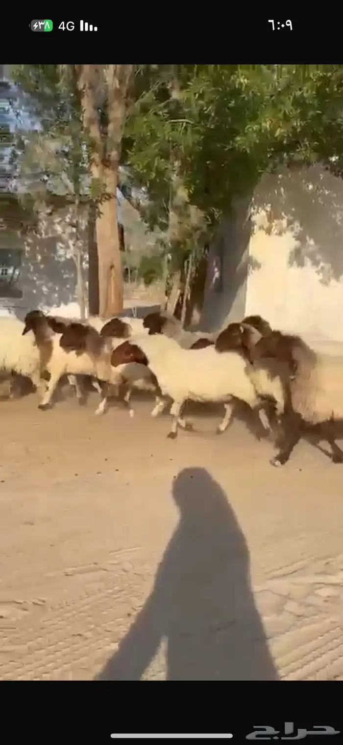 غنم نعيم طيبه للبيع 2