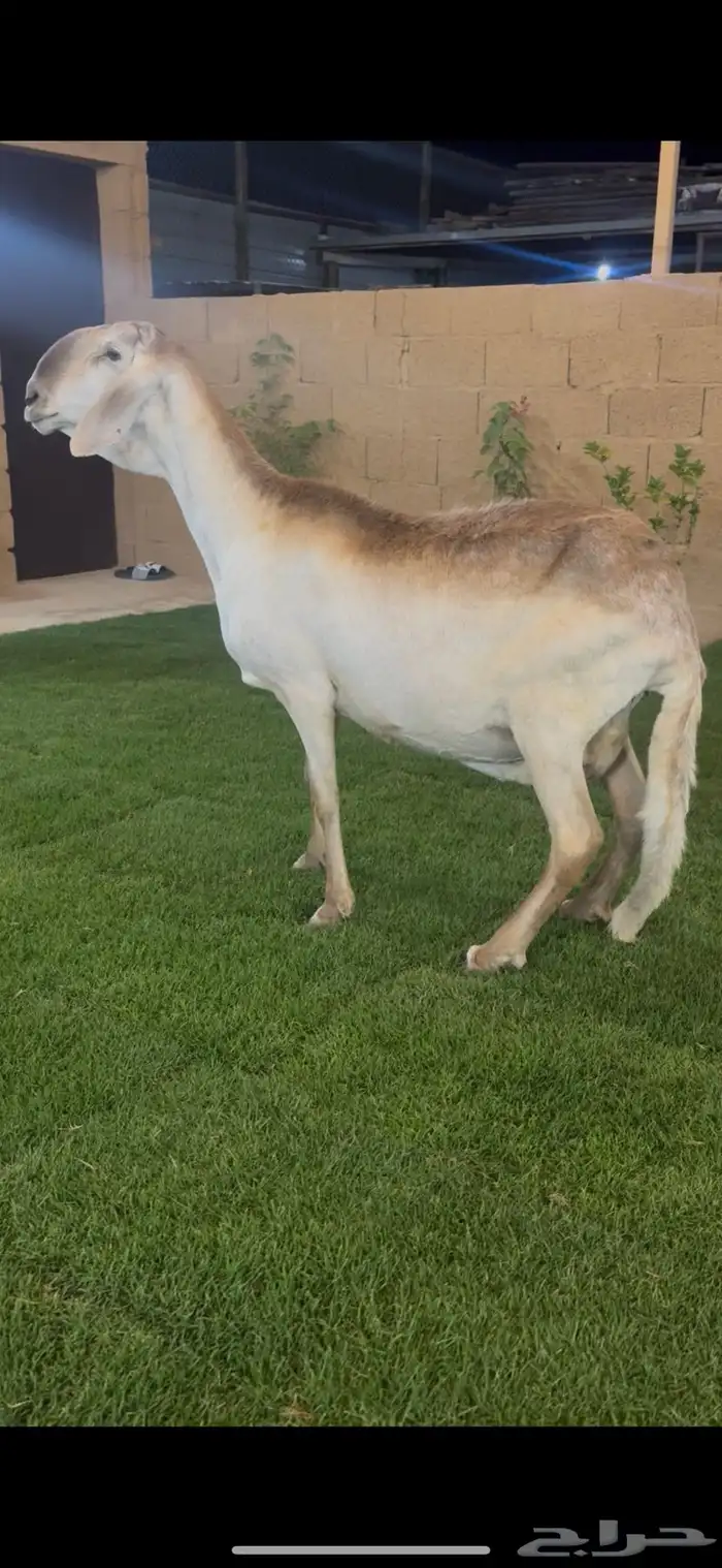 للبيع ساكليه 0