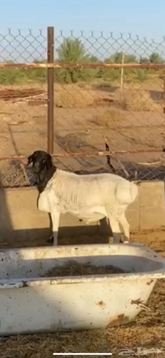 خروف بربري 0