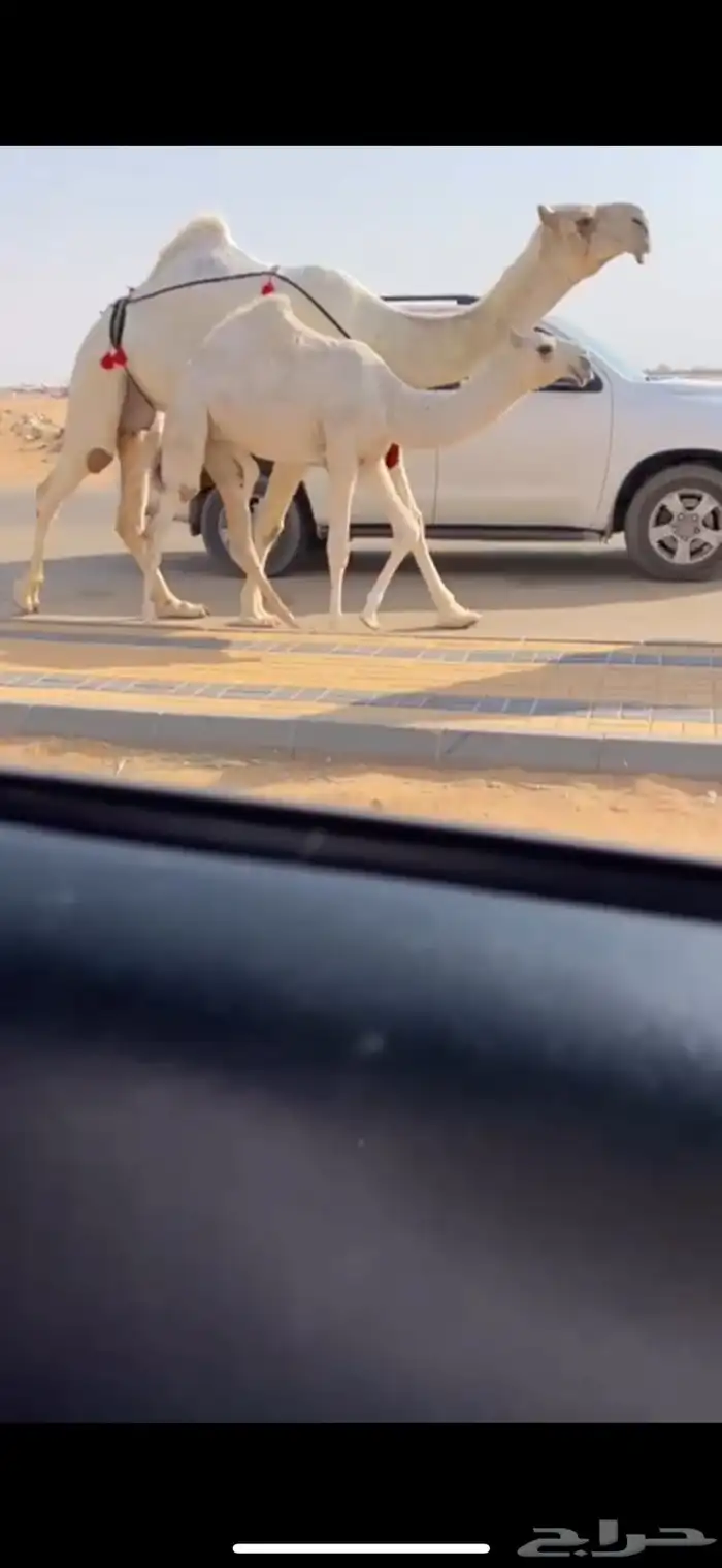 عشرا وضحا عونيه ضغط عالي قويه بنتها باتليه كفو 0