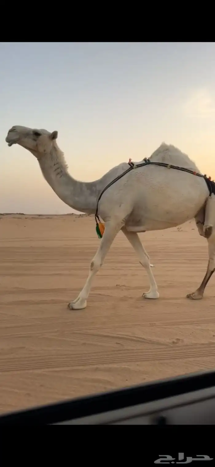 ضروبه 0