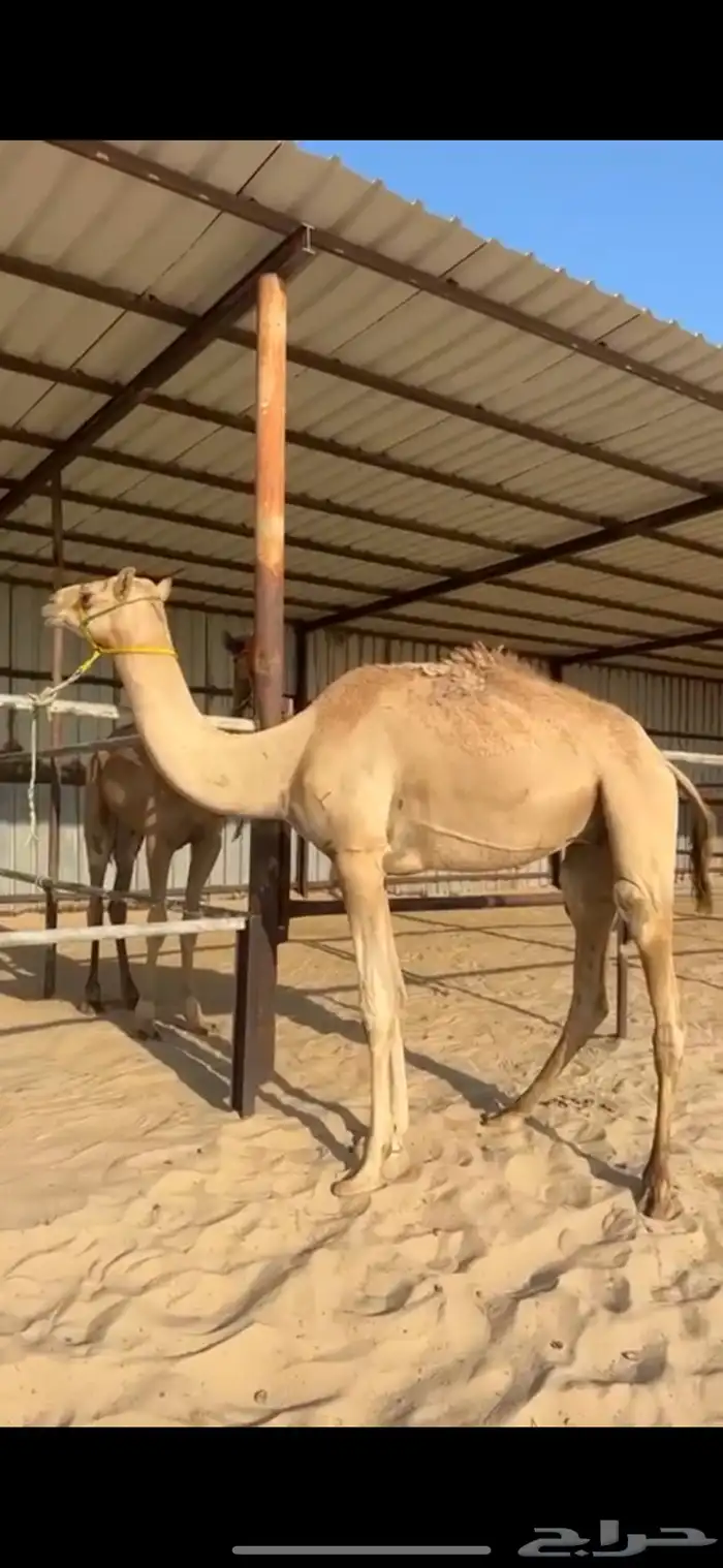 قعود سابق وله عده روابط 0