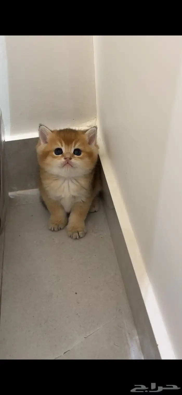 سكوتش ستريت ذكر للبيع 1