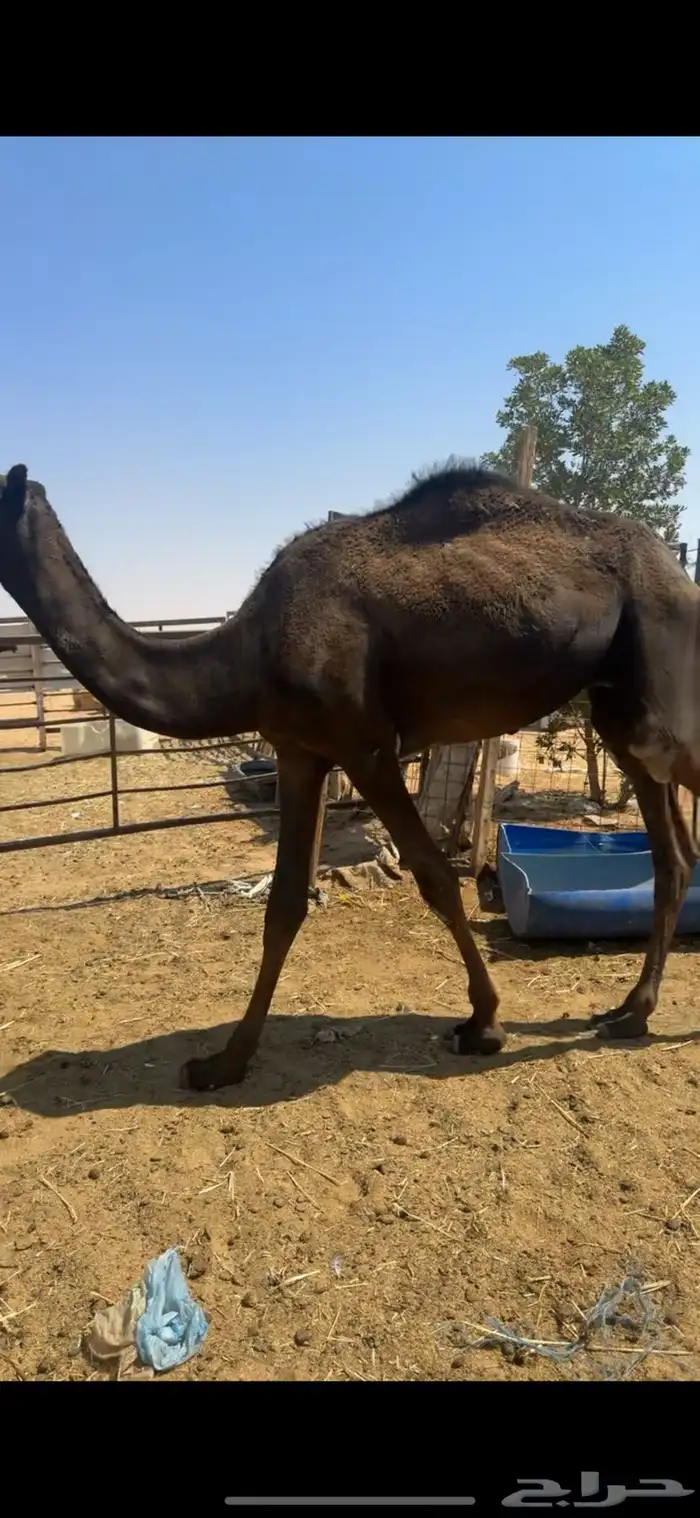 قعدان مجاهيم طيبه عدد 3 4