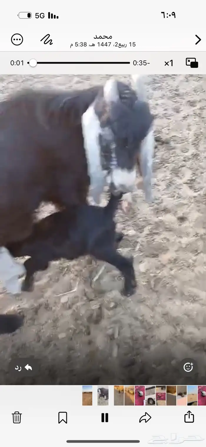 غنم مراح واحد اكثرها نعيم وأشباب 5