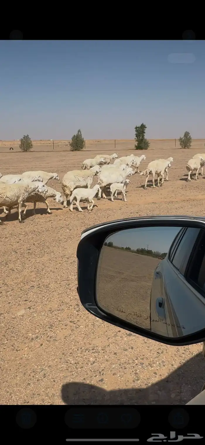 غنم حريات 1