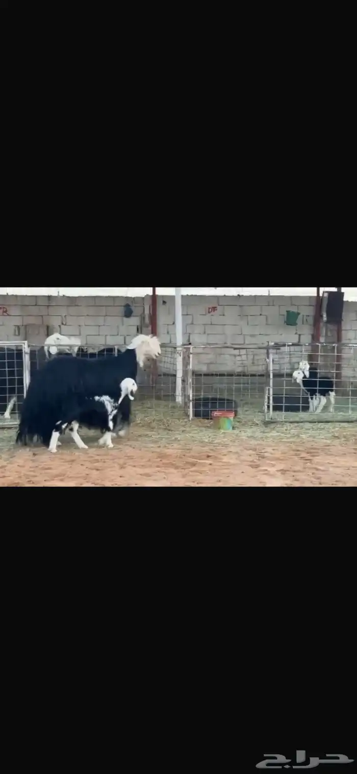 عرض بيع نجديه خلفه 3