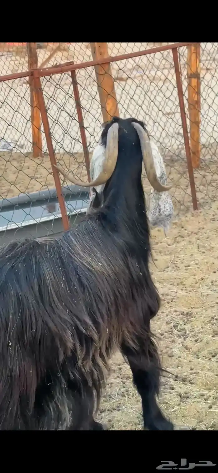 معزا للبيع دفيع فيهم صفات ووحده سديس 2